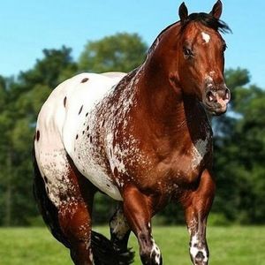 Meet your Posher, Denise